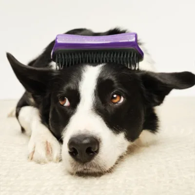 Tangle Teezer De-shedding & Dog Grooming Brush Purple/Grey